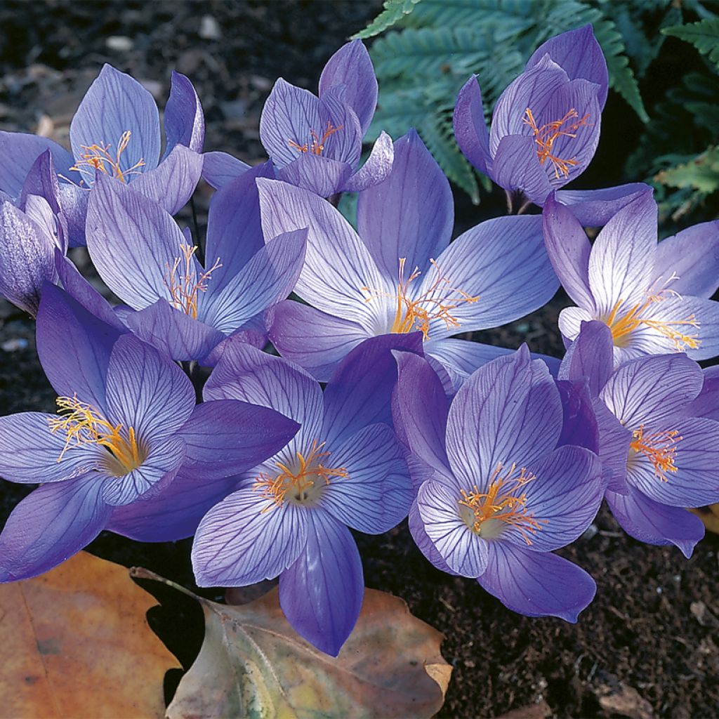 Pracht-Herbst-Krokus Aitchisonii - Crocus speciosus