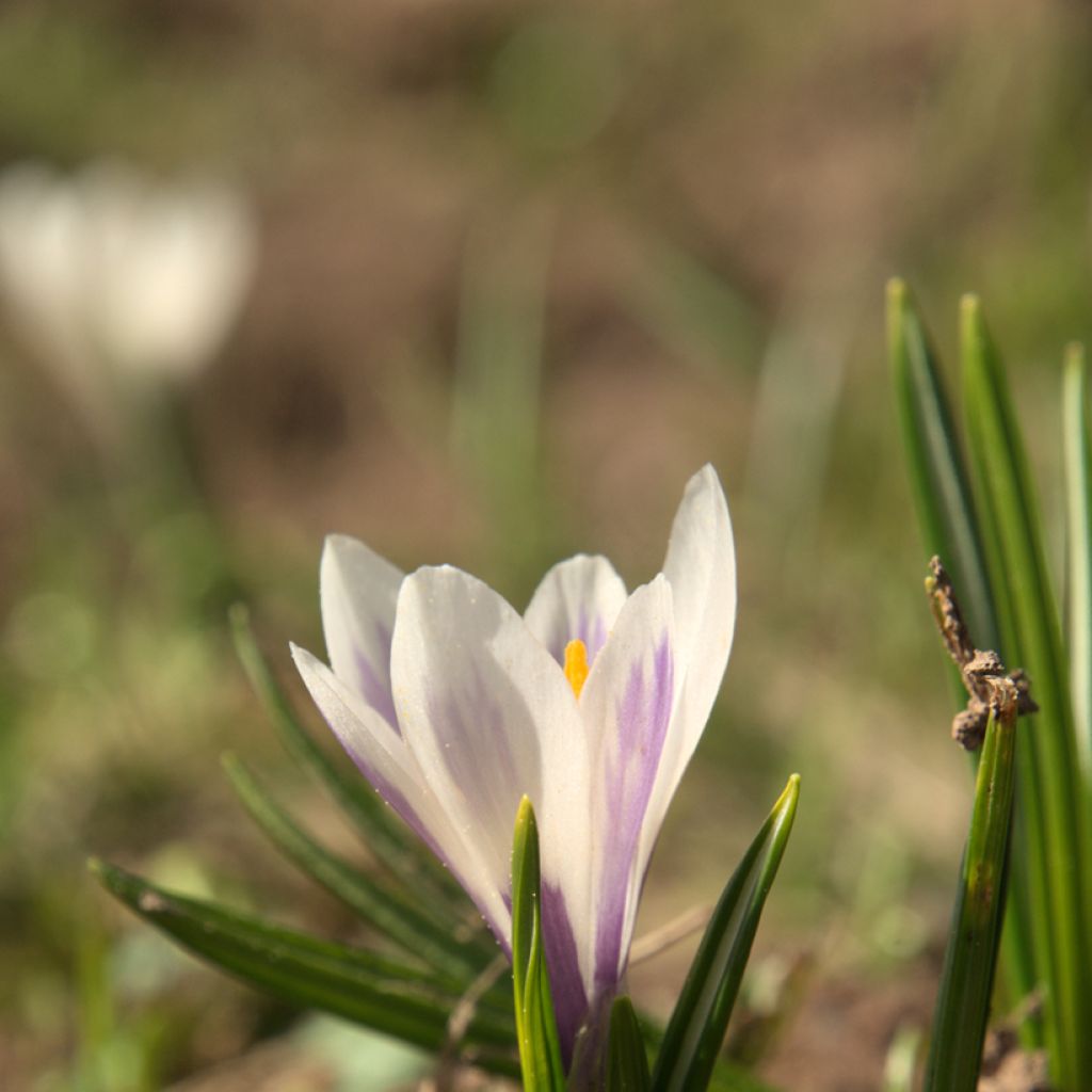 Frühlings-Krokus - Crocus vernus White
