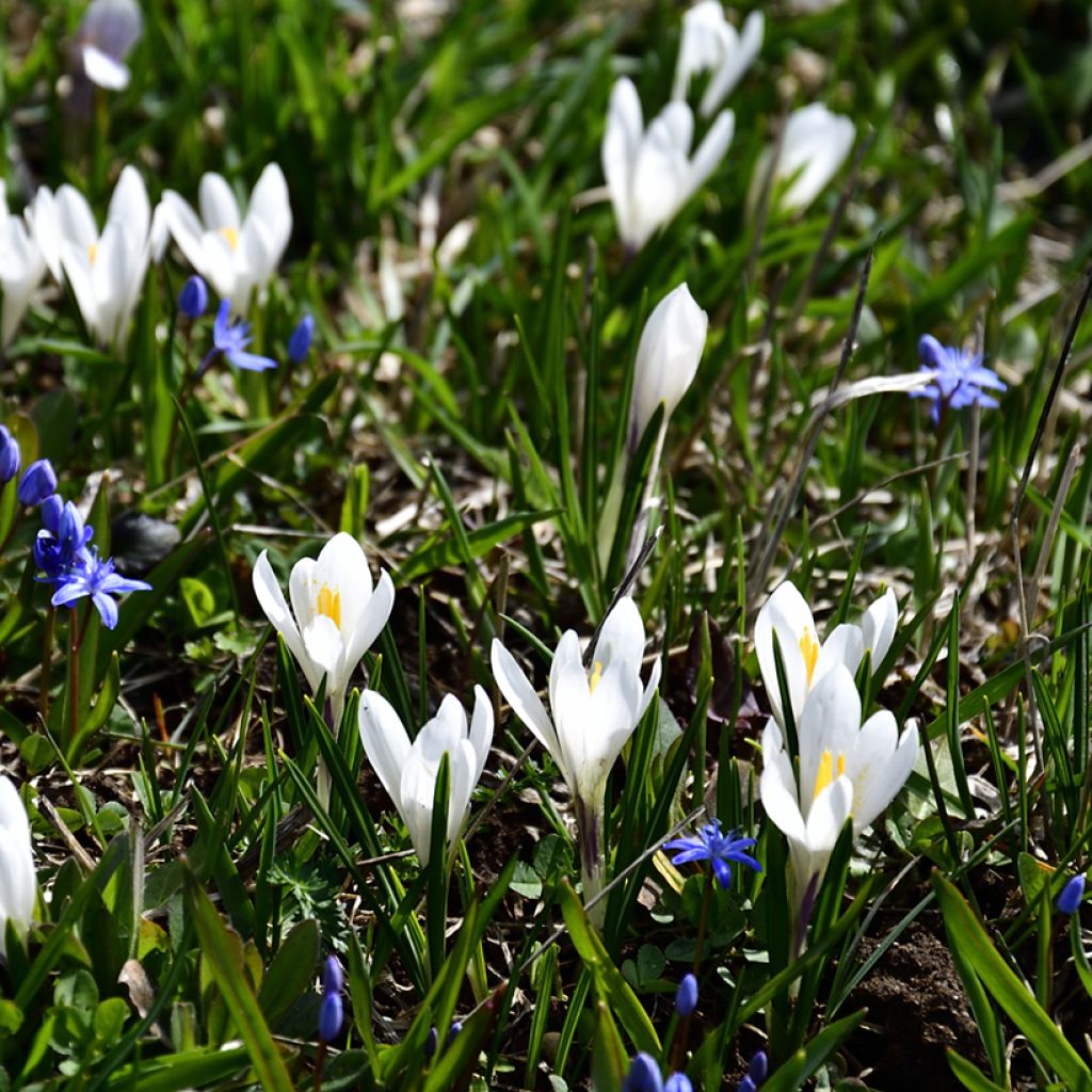 Frühlings-Krokus - Crocus vernus White