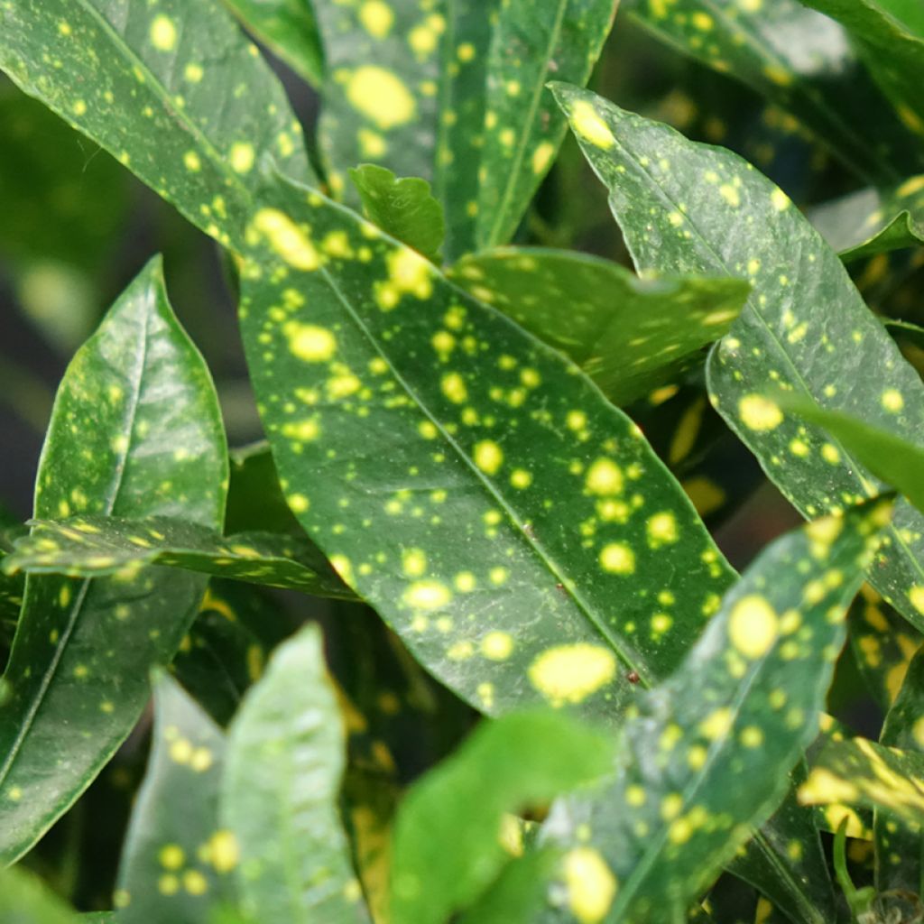 Kroton Aucubaefolia -  Wunderstrauch