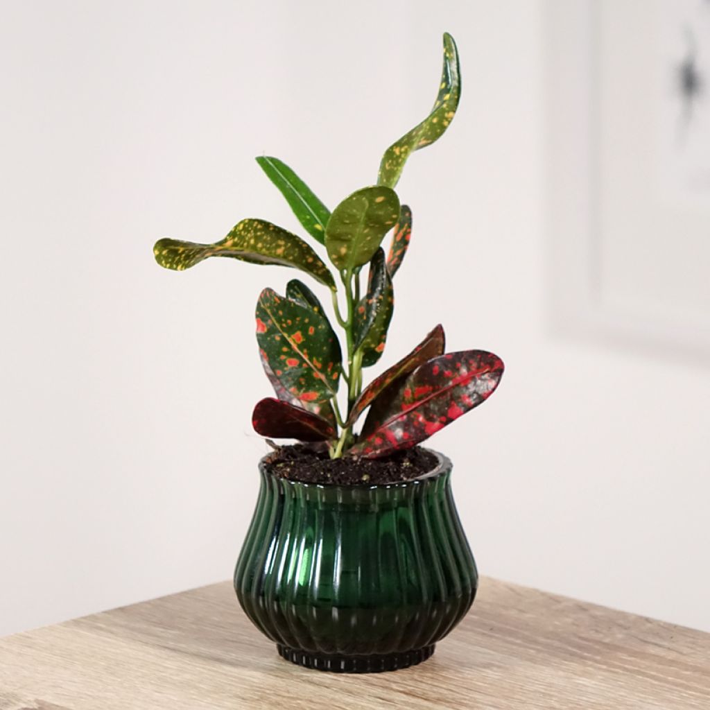 Kroton Mammie -  Wunderstrauch