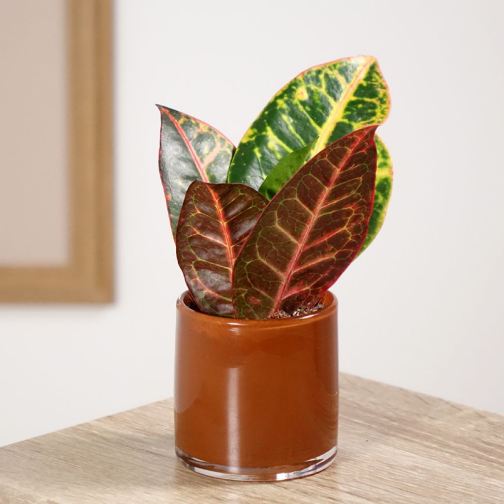 Kroton Petra -  Wunderstrauch