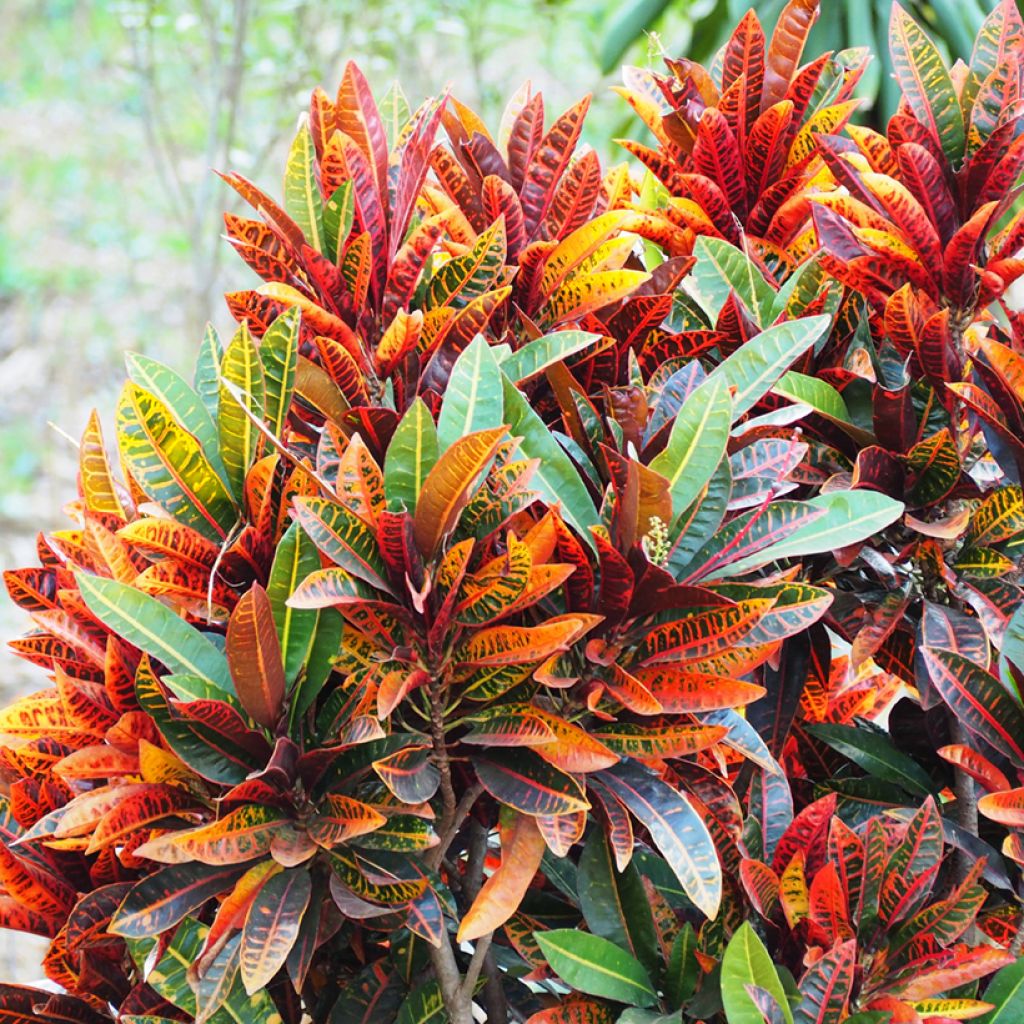 Kroton Petra -  Wunderstrauch