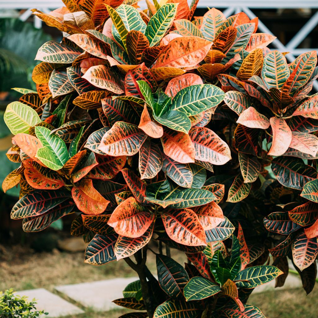 Kroton Petra -  Wunderstrauch