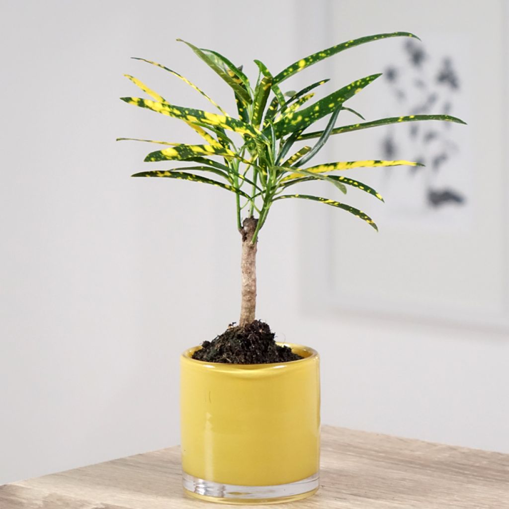 Kroton Pictum -  Wunderstrauch