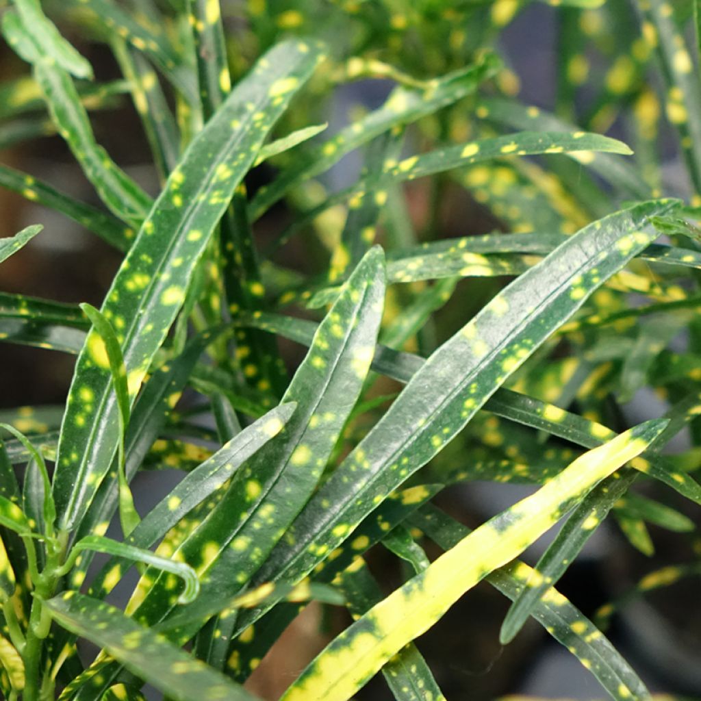 Kroton Pictum -  Wunderstrauch