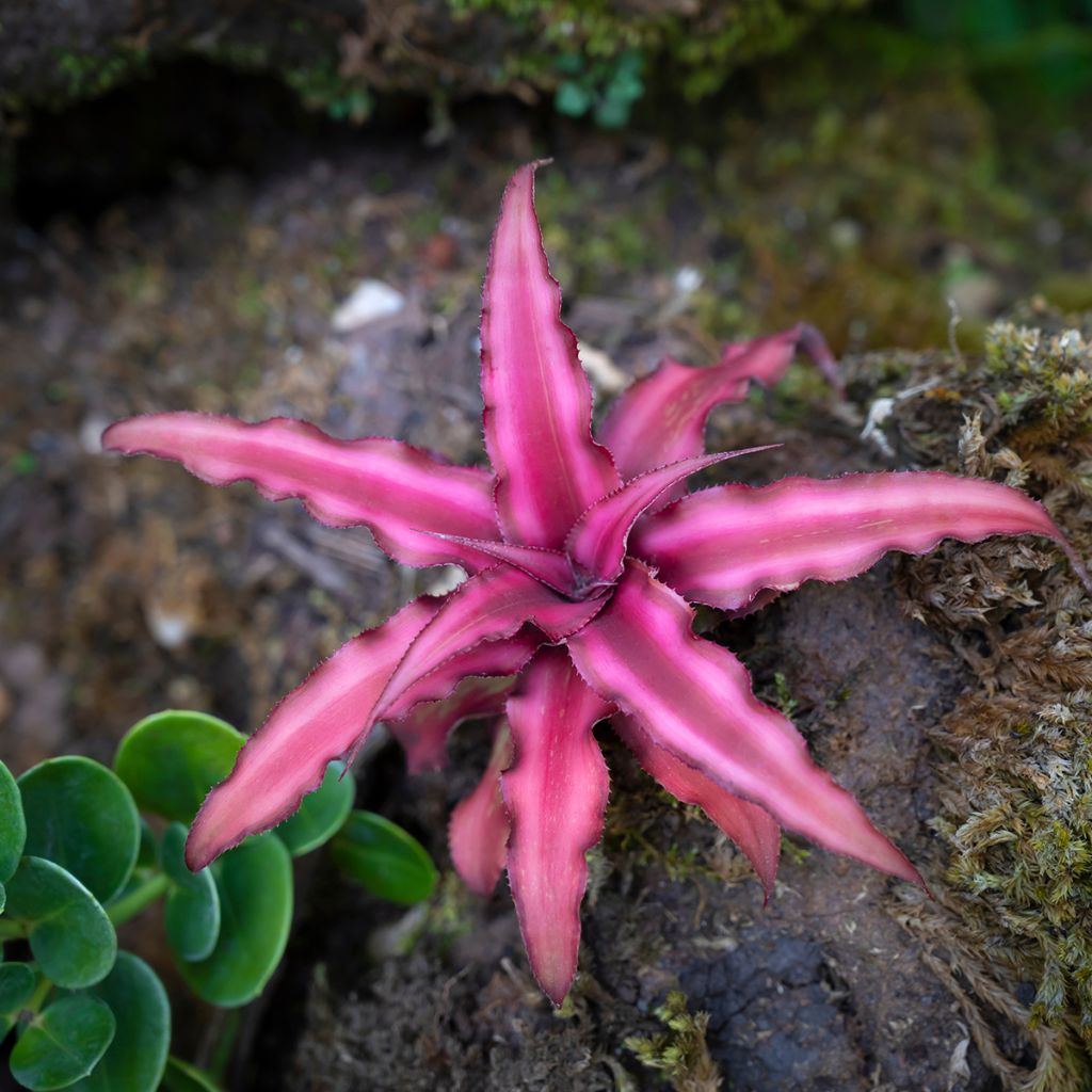 Cryptanthus Super Pink - Erdbromelie