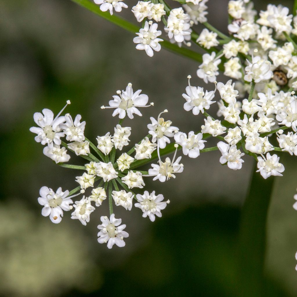 Kreuzkümmel - Cuminum cyminum