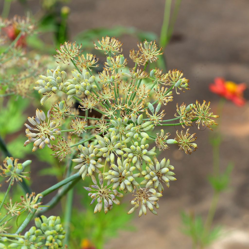 Kreuzkümmel - Cuminum cyminum