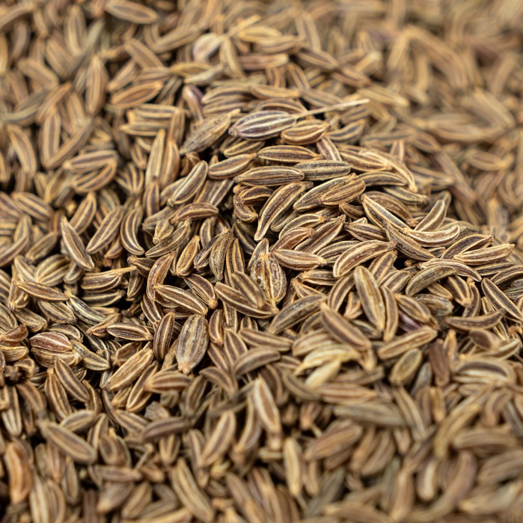 Kreuzkümmel - Cuminum cyminum