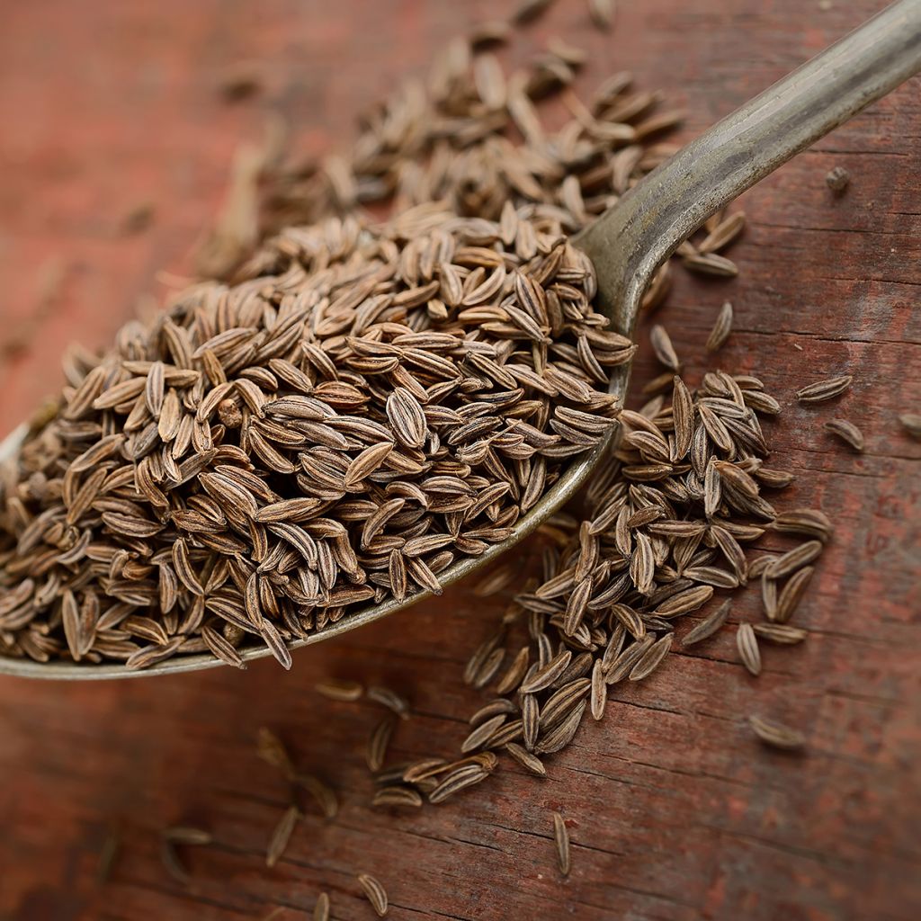 Kreuzkümmel - Cuminum cyminum