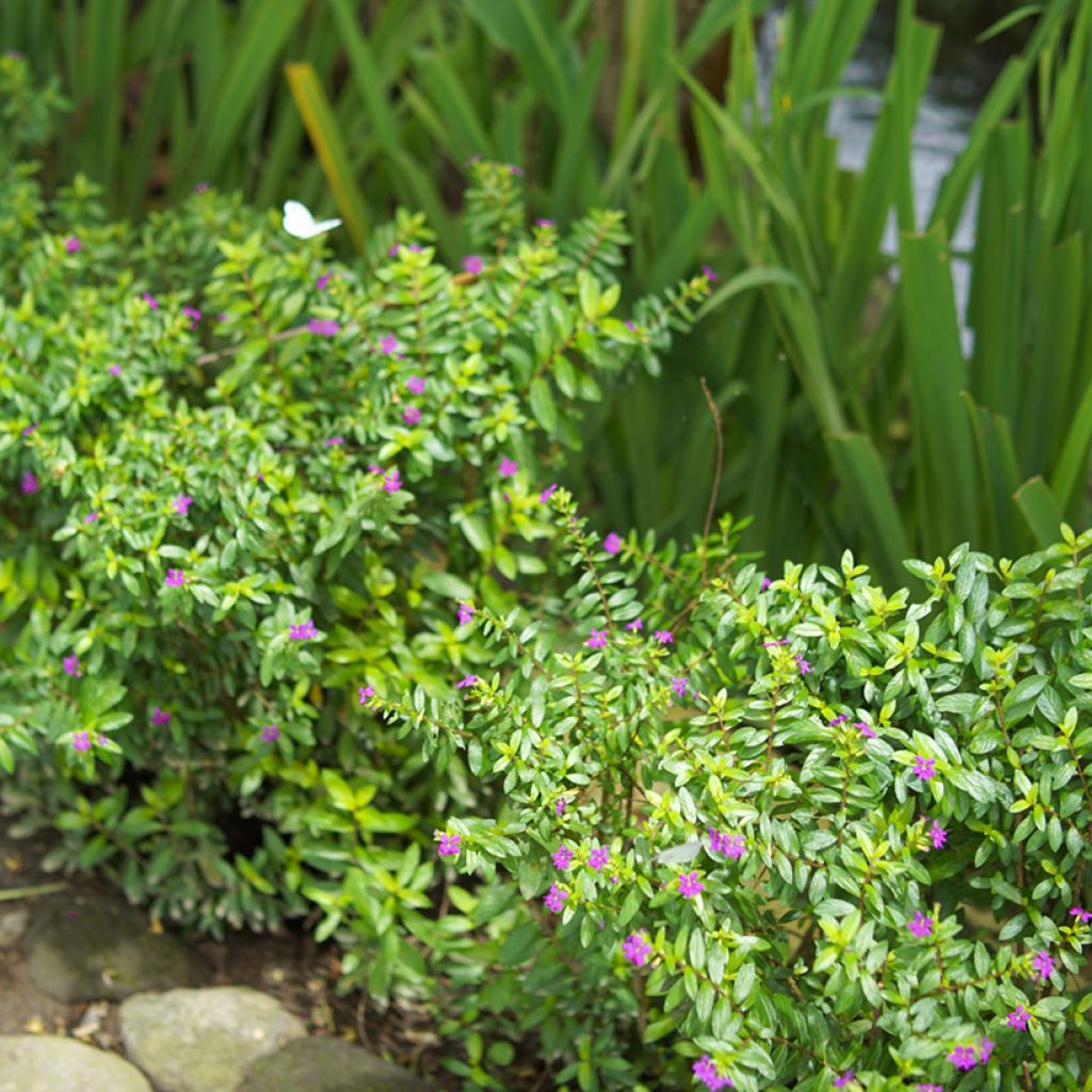 Cuphea hyssopifolia Purple - Japanische Scheinmyrthe