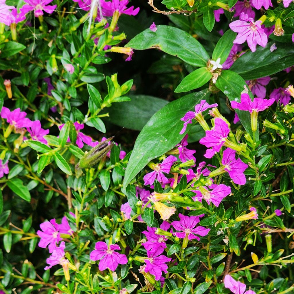 Cuphea hyssopifolia Purple - Japanische Scheinmyrthe