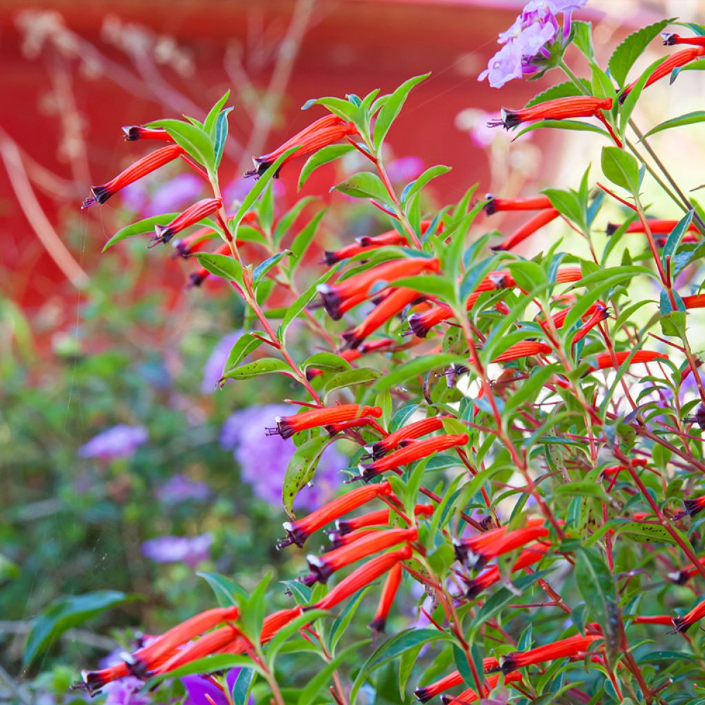 Cuphea ignea Scarlet - Zigarettenblümchen