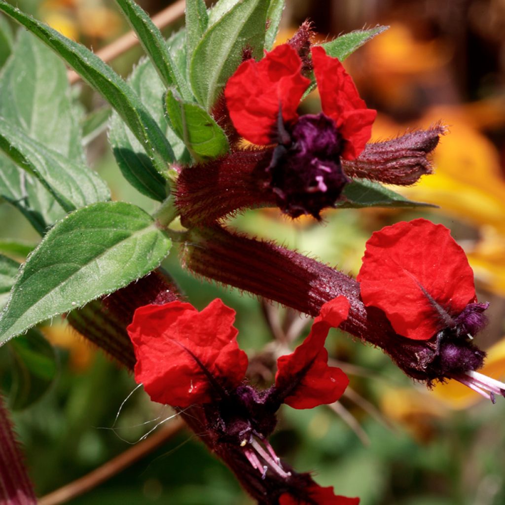 Cuphea llavea Torpedo - Zigarettenblümchen