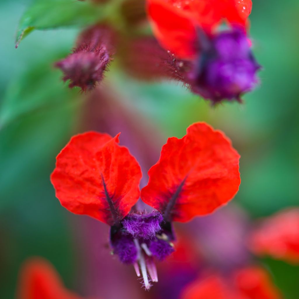 Cuphea llavea Torpedo - Zigarettenblümchen
