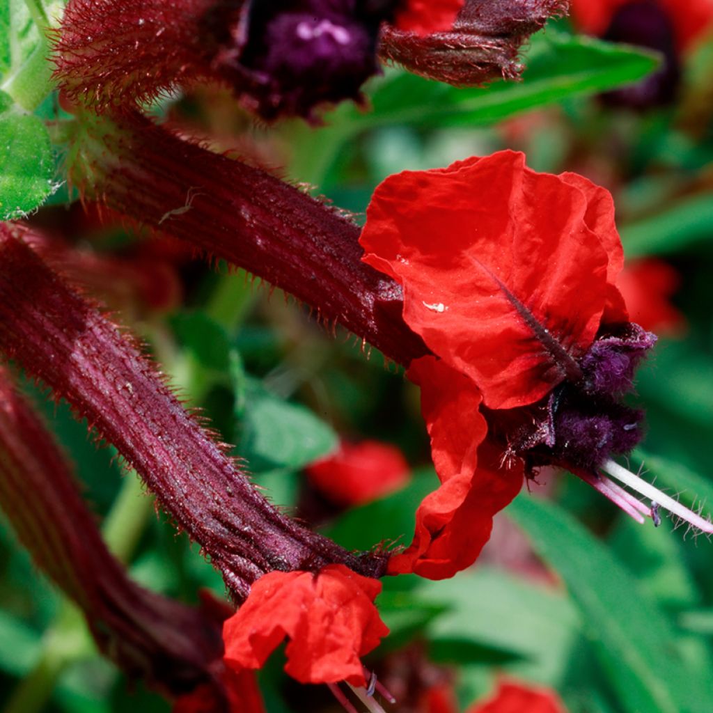 Cuphea llavea Torpedo - Zigarettenblümchen