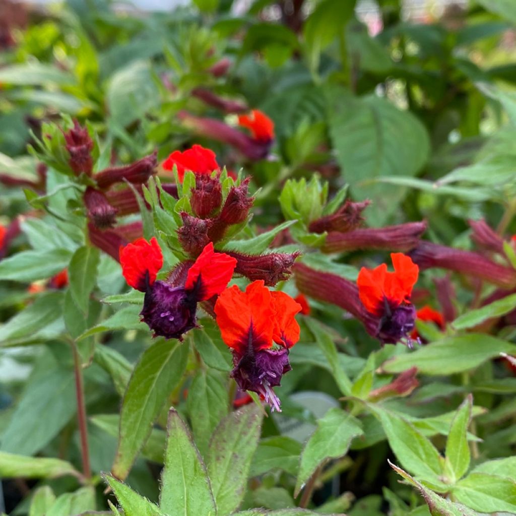 Cuphea llavea Torpedo - Zigarettenblümchen