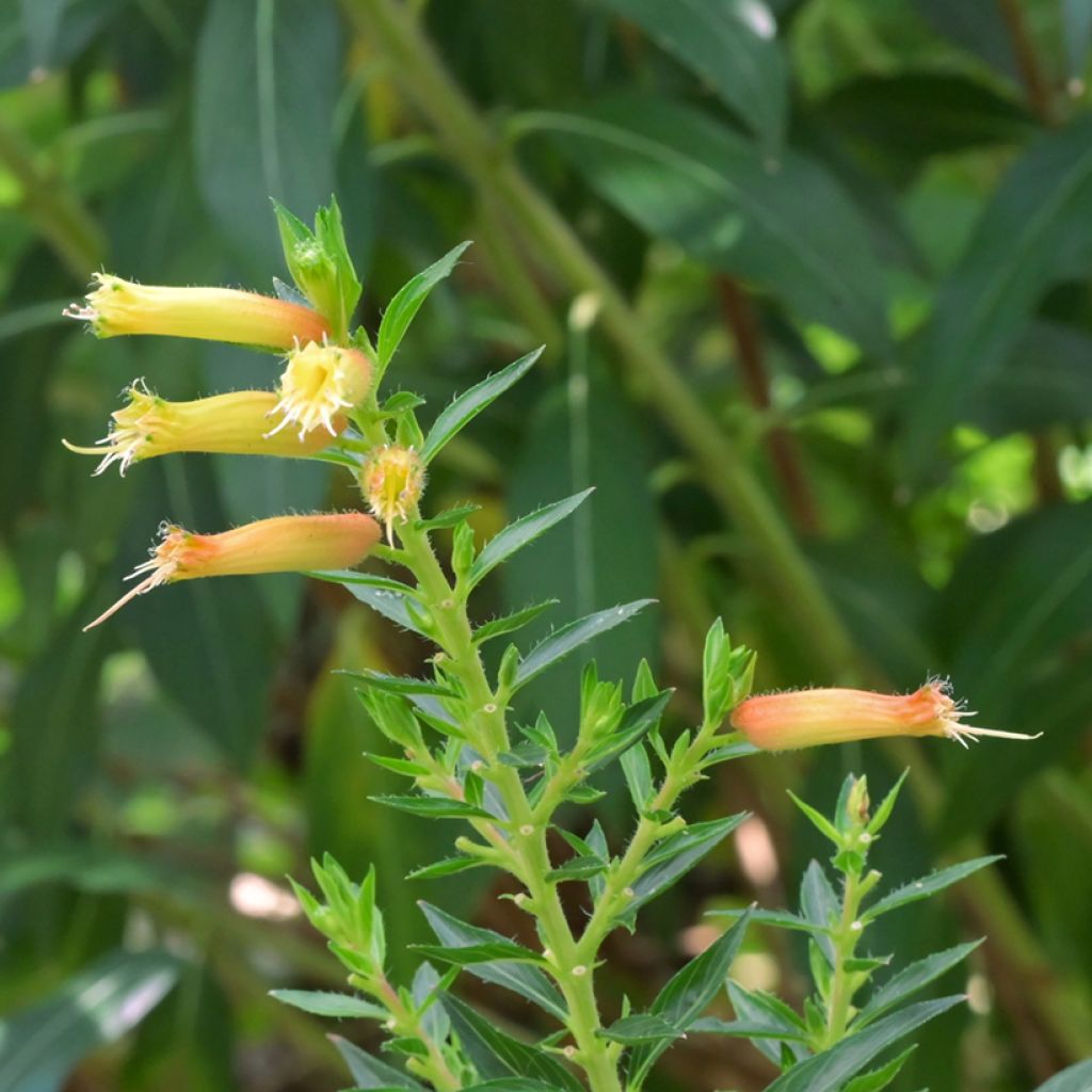 Cuphea micropetala - Zigarrenblume