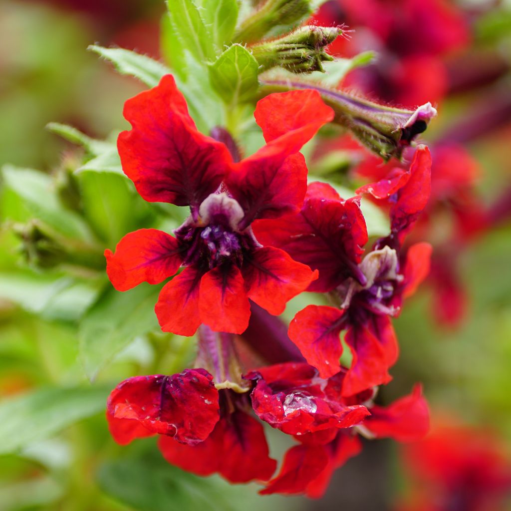 Cuphea HEATBEAT Vulcano - Köcherblümchen