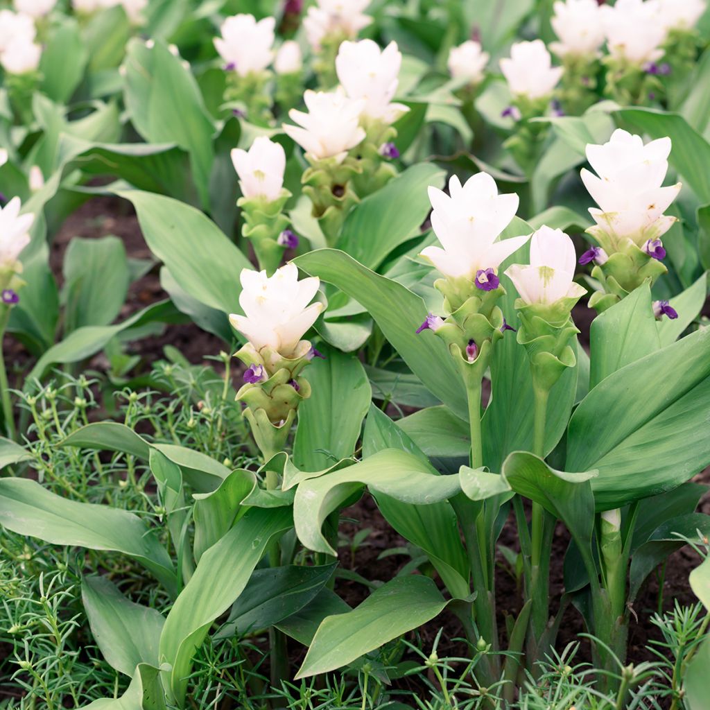 Curcuma alismatifolia White - Safranwurz