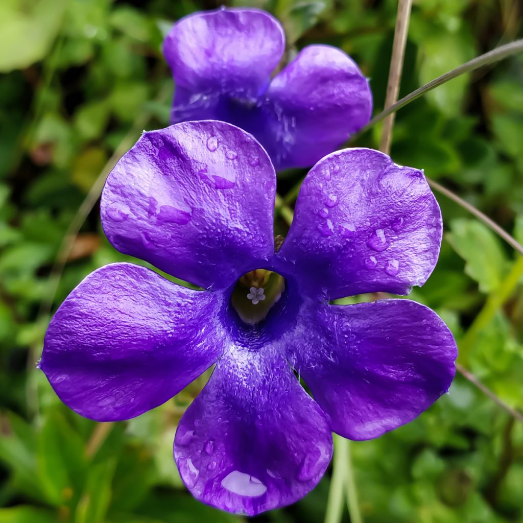 Cyananthus lobatus Giant Form - Blaublüte