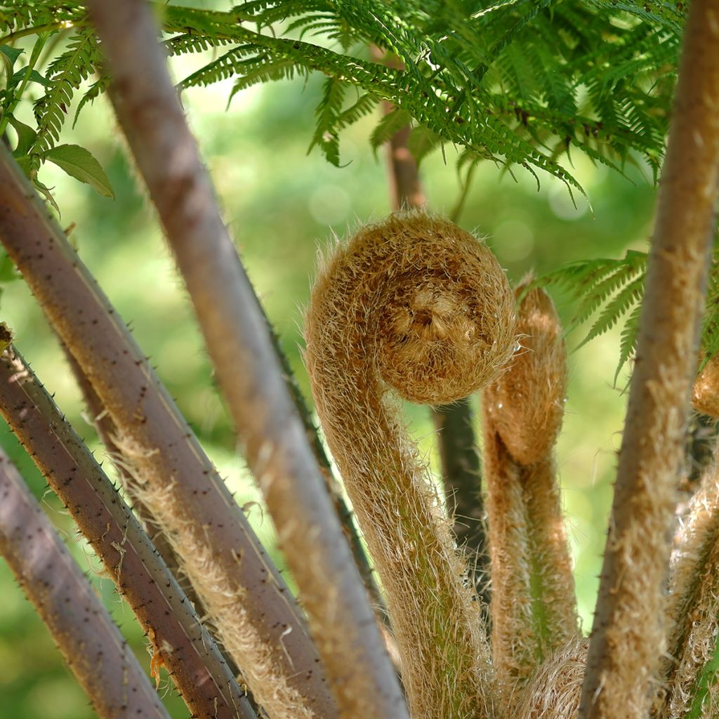 Cyathea cooperi - Australischer Baumfarn