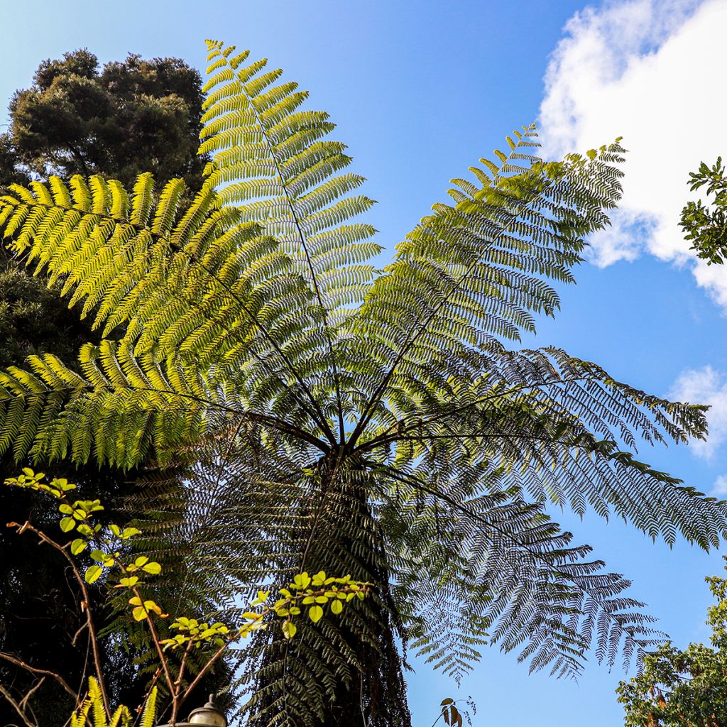 Cyathea cooperi - Australischer Baumfarn