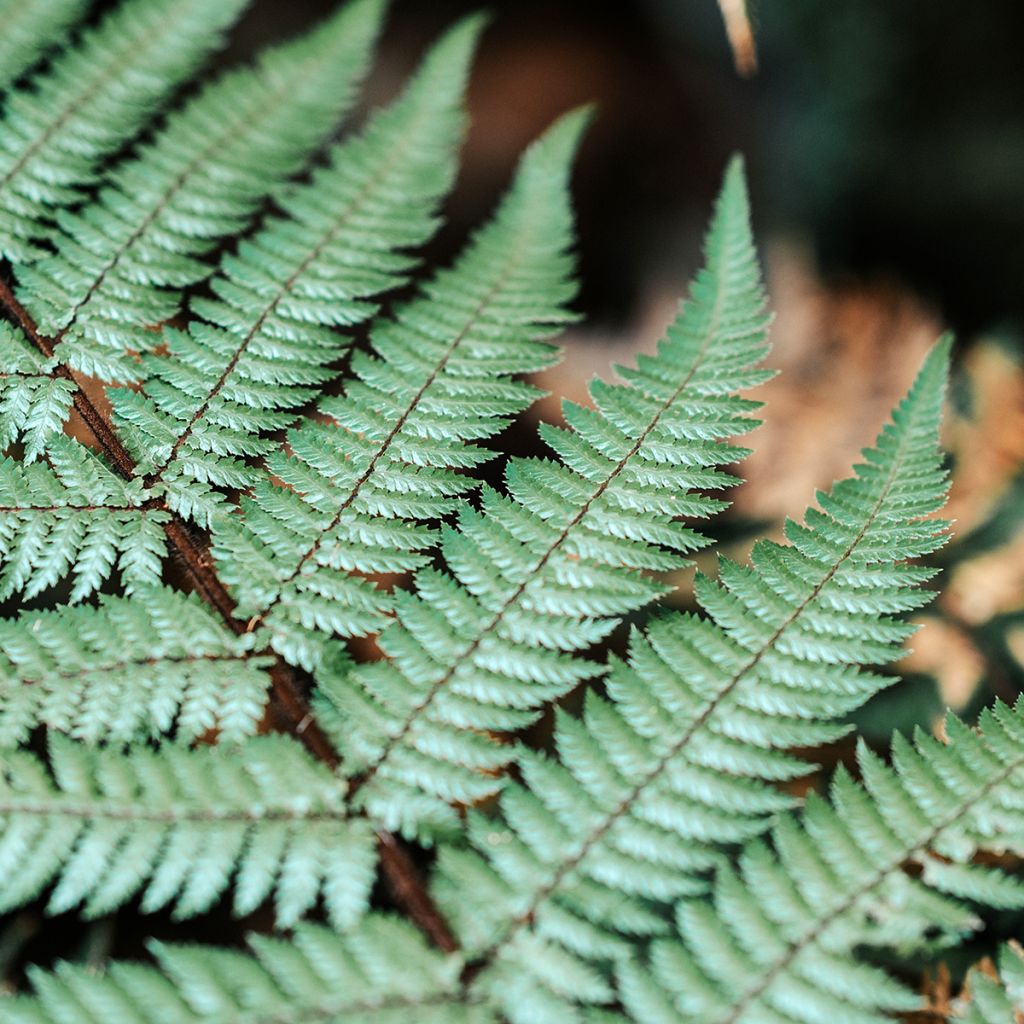Cyathea dealbata - Silberfarn
