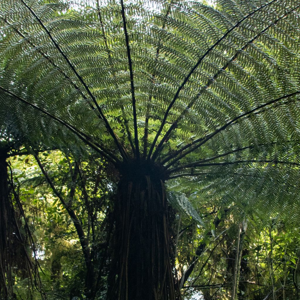 Cyathea medullaris - Schwarzer Baumfarn