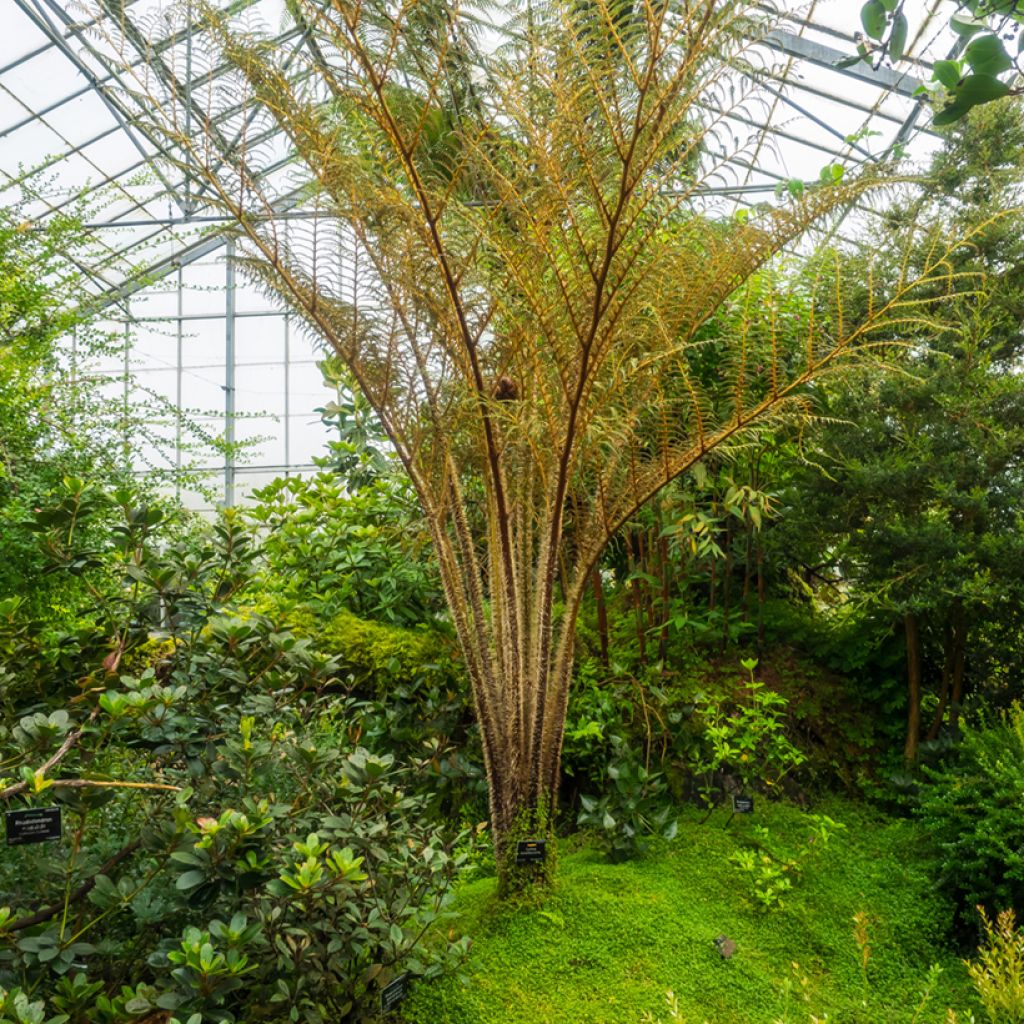 Cyathea tomentosissima - Fougère arborescente