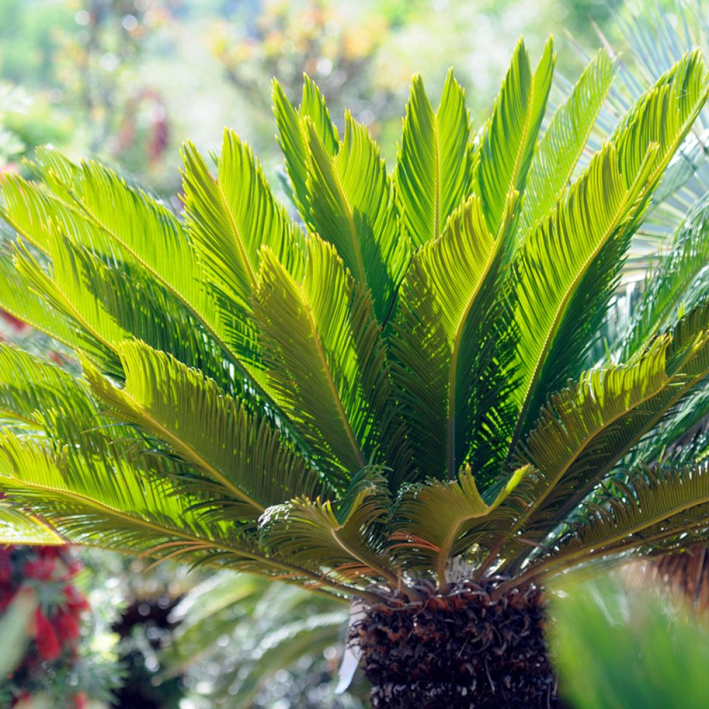 Cycas revoluta - Palmfarn