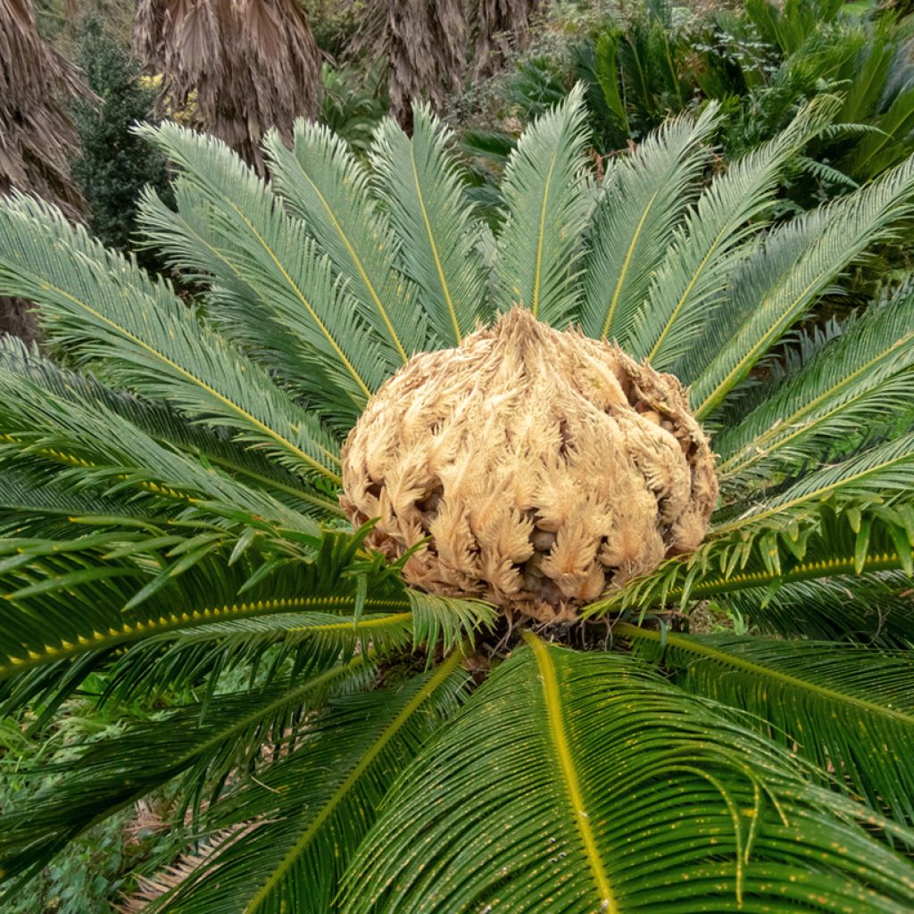 Cycas revoluta - Palmfarn