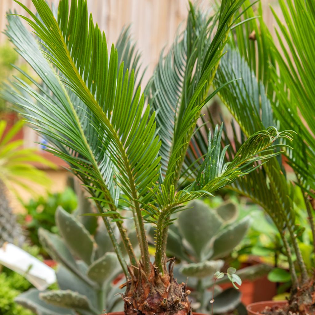 Cycas revoluta - Palmfarn
