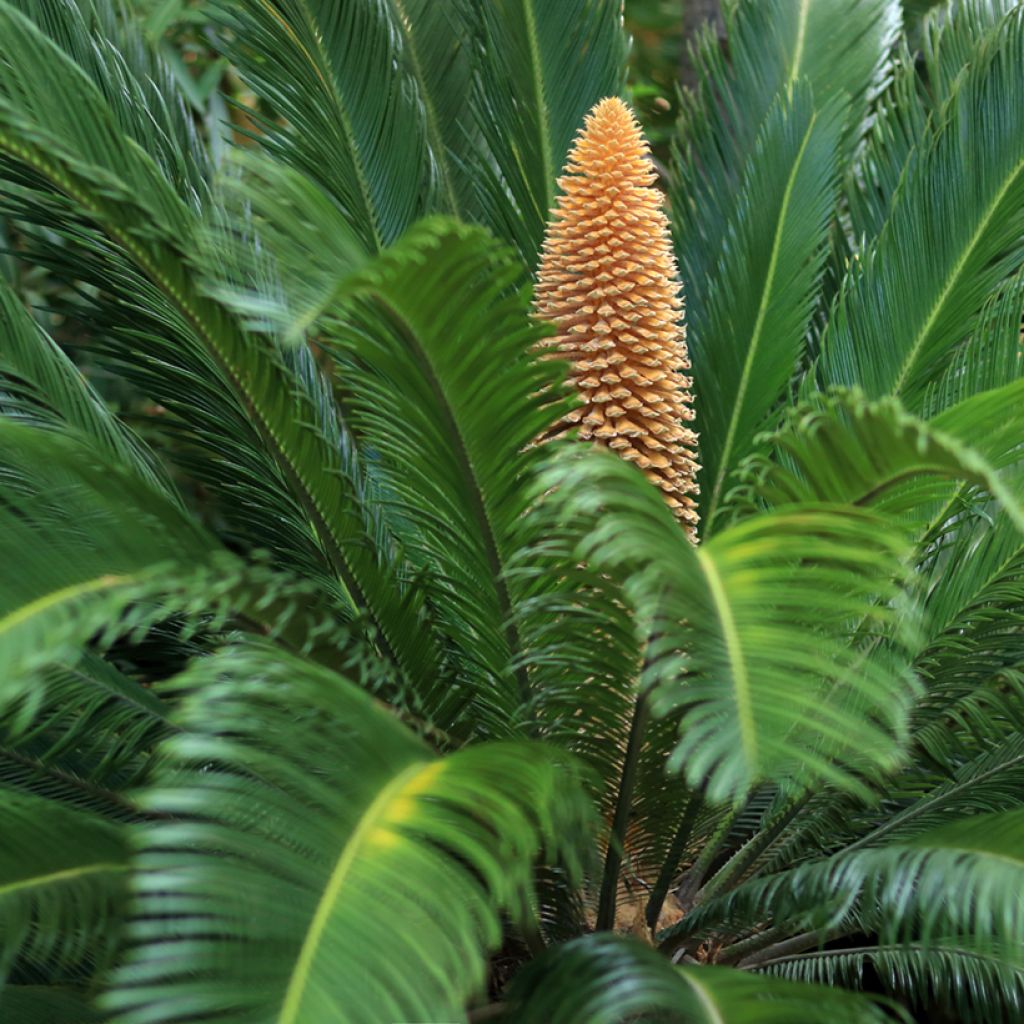 Cycas revoluta - Palmfarn
