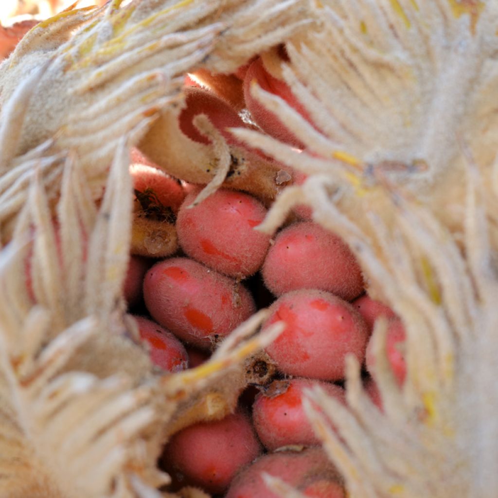 Cycas revoluta - Palmfarn
