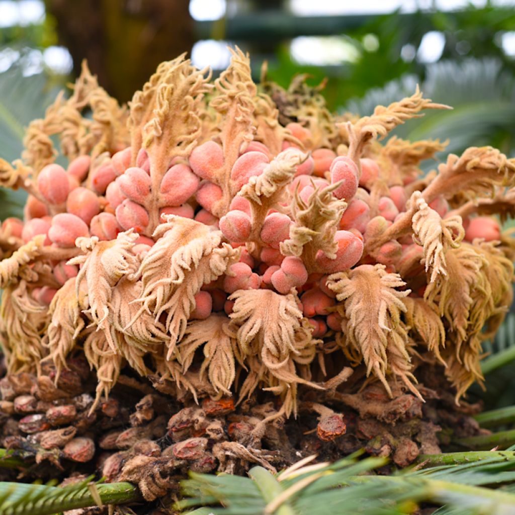 Cycas revoluta - Palmfarn
