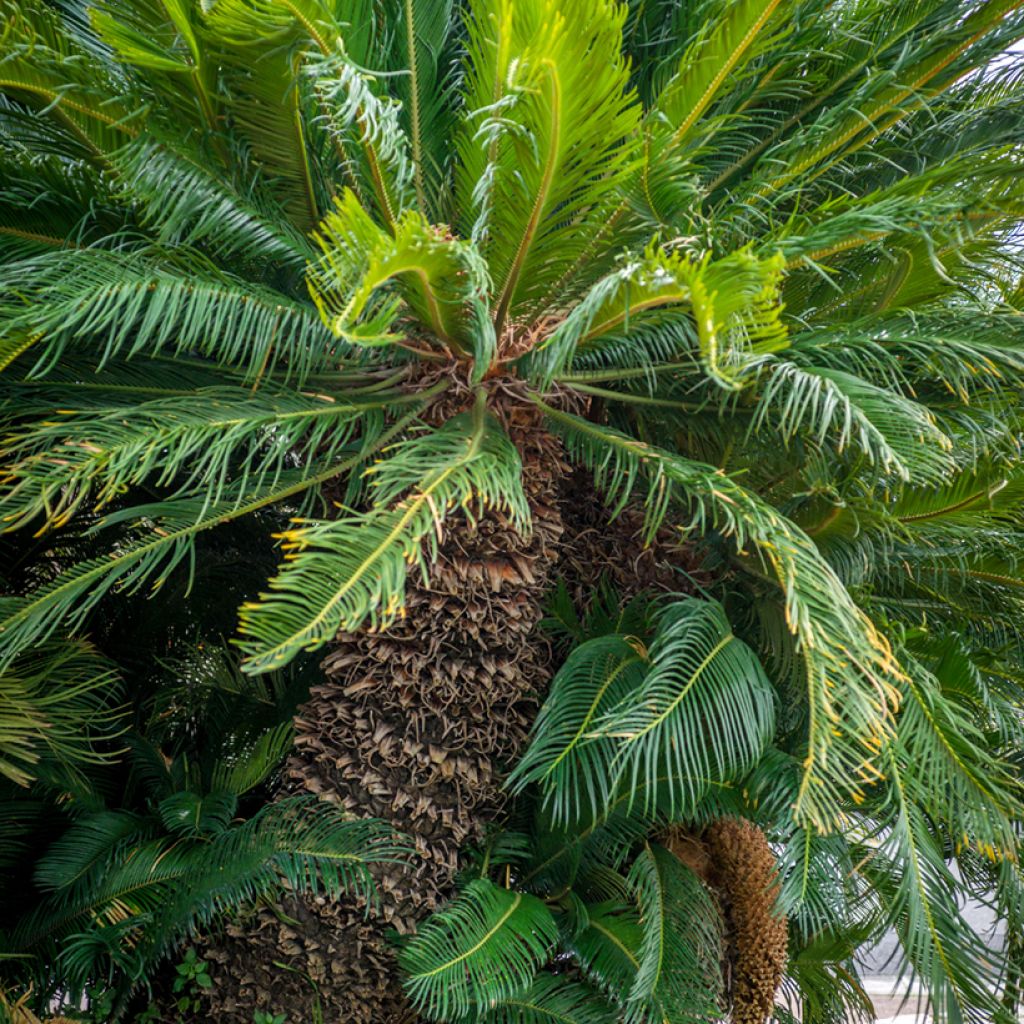 Cycas revoluta - Palmfarn