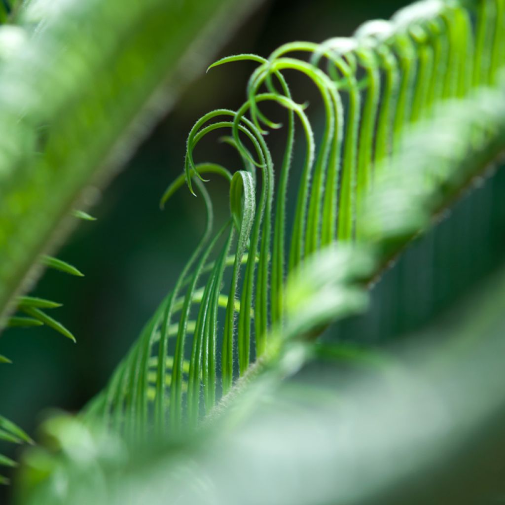 Cycas revoluta - Palmfarn