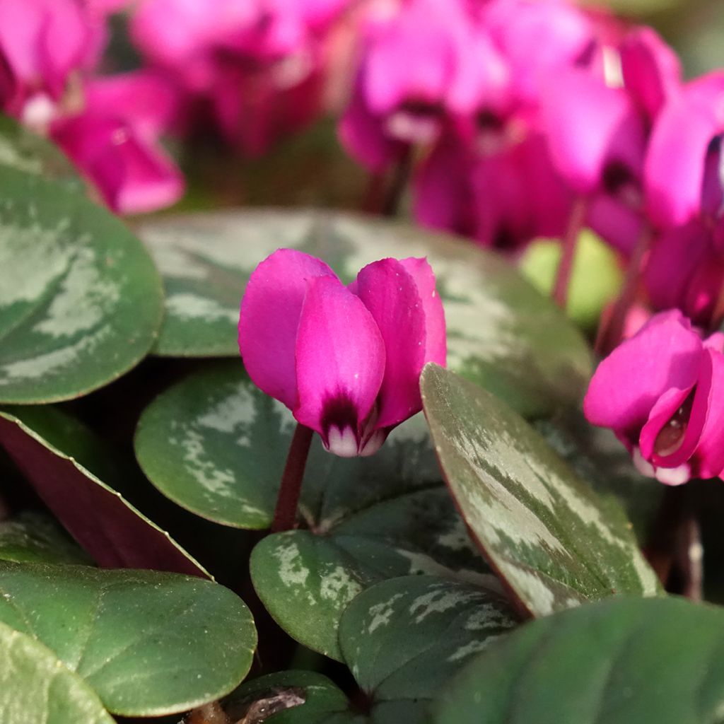 Cyclamen coum Meaden's Crimson feuillage marbré - Frühlings Alpenveilche