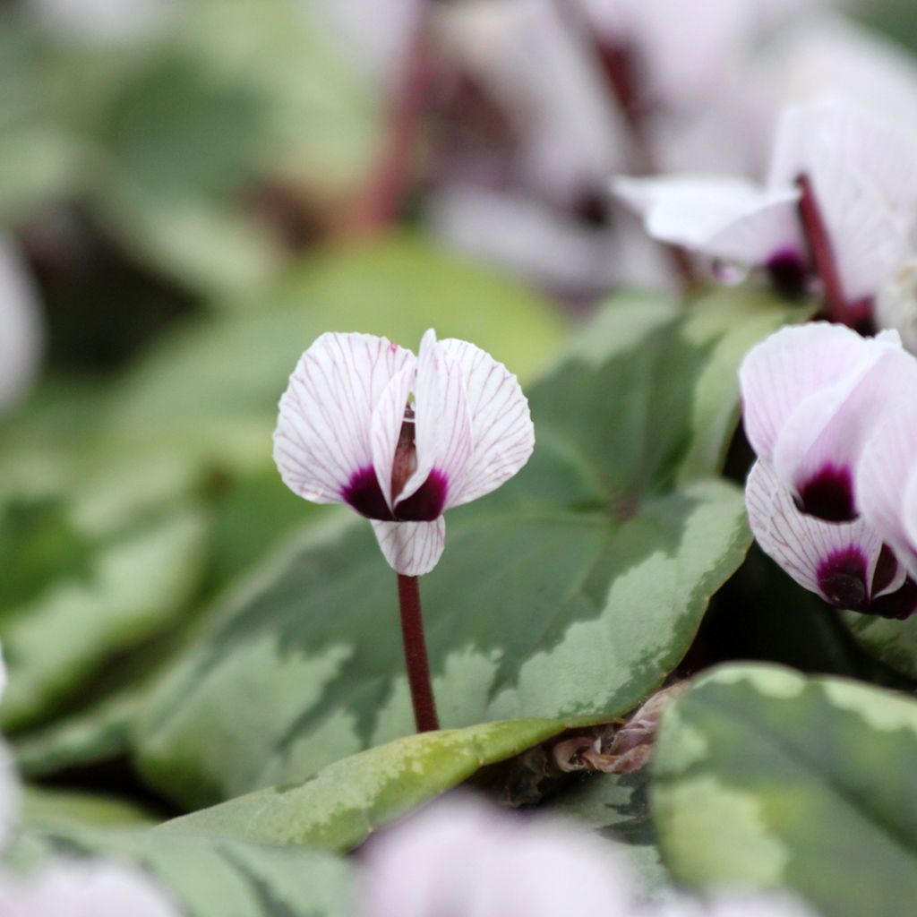 Cyclamen coum f. pallidum Porcelain - Frühlings Alpenveilche