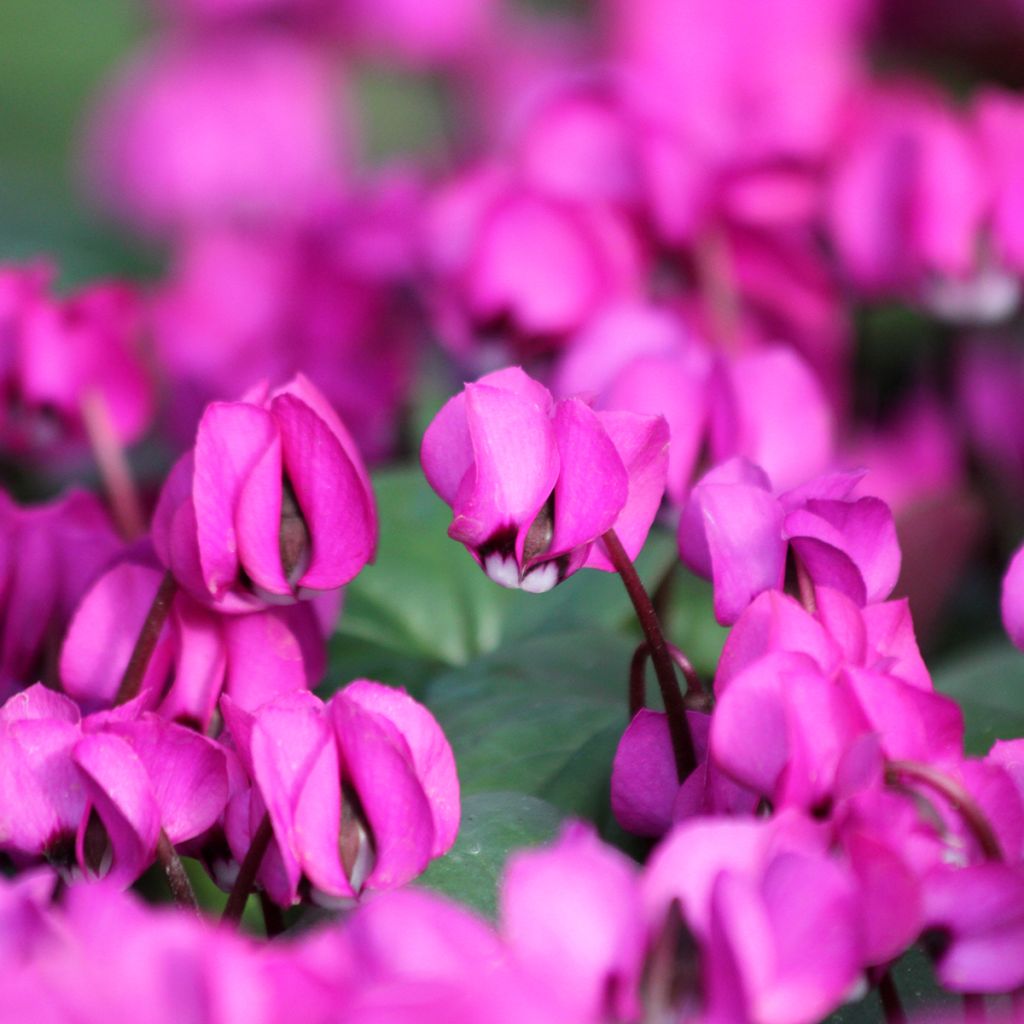 Cyclamen coum Fuschia feuillage vert - Frühlings Alpenveilche