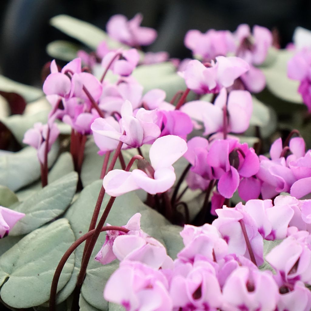 Cyclamen coum Rose feuillage gris - Frühlings Alpenveilche