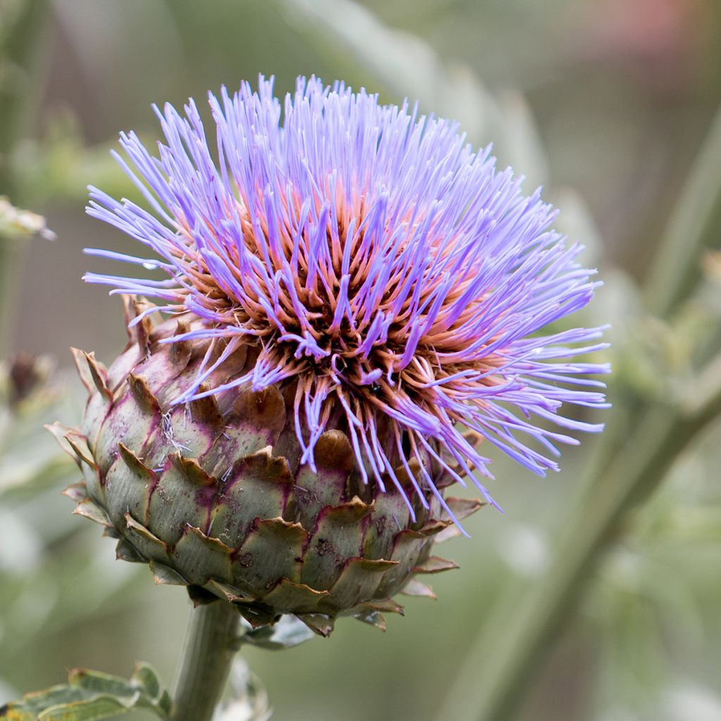 Wilde Artischocke var. altilis - Cynara cardunculus