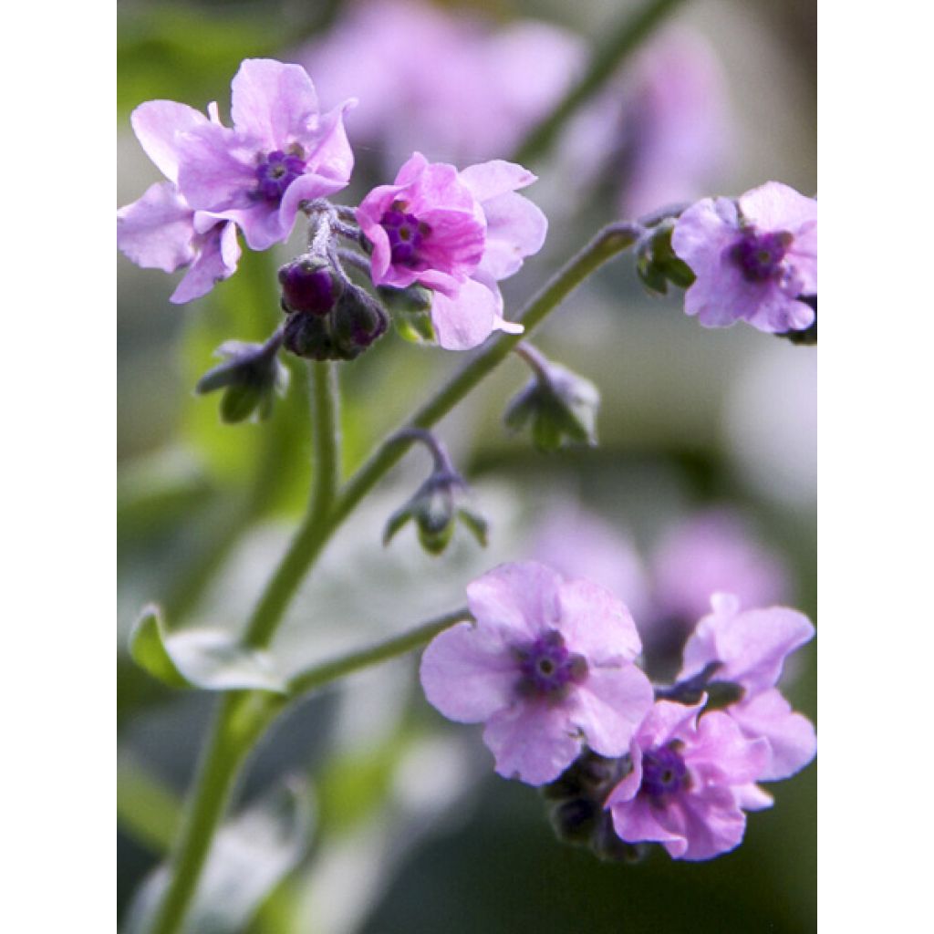 Graines de Cynoglossum Mystery Rose - Mysosotis chinois