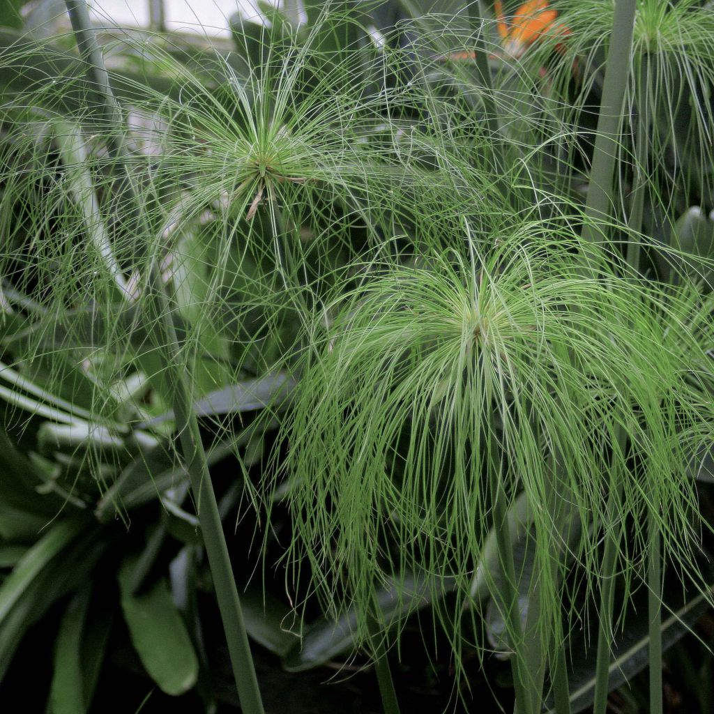 Cyperus papyrus - Papyrusstaude