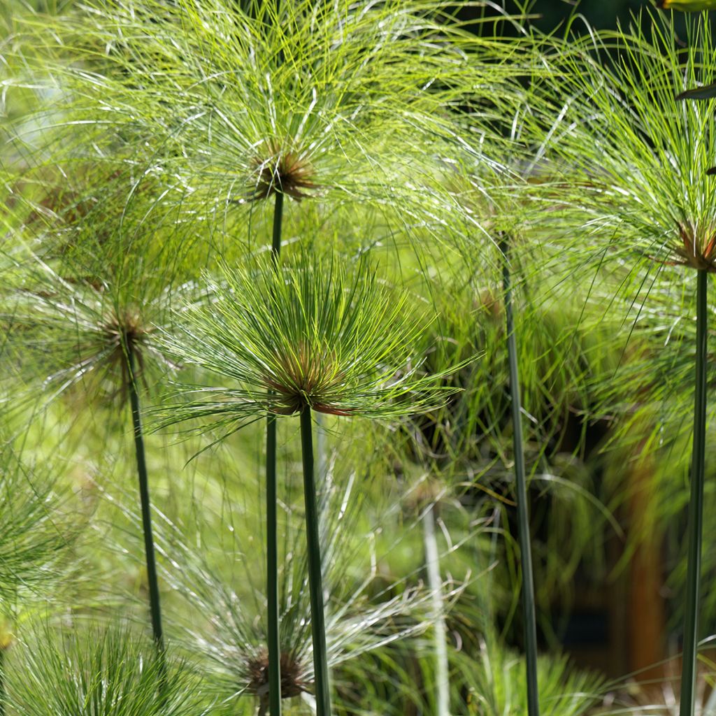 Cyperus papyrus - Papyrusstaude
