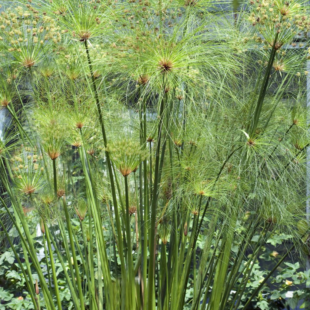 Cyperus papyrus - Papyrusstaude