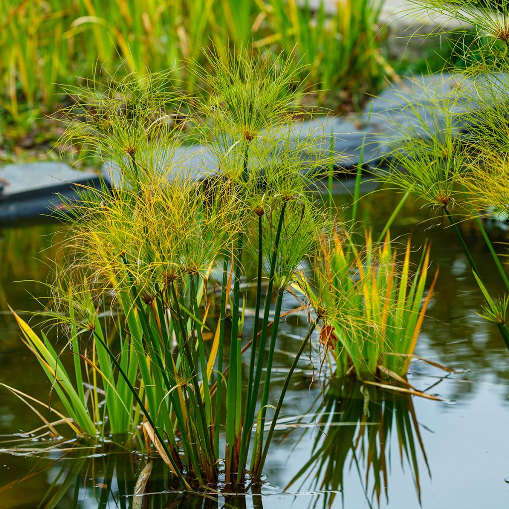 Cyperus papyrus - Papyrusstaude