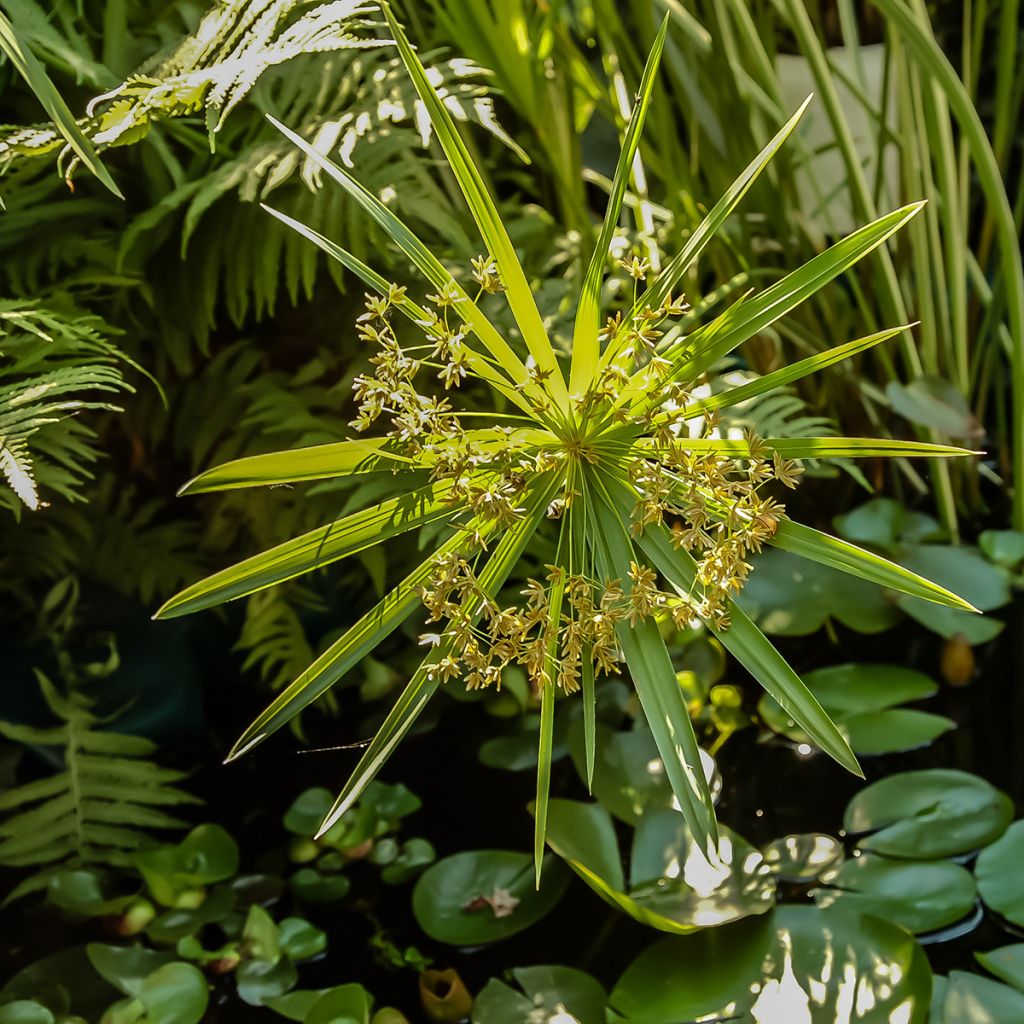 Cyperus alternifolius (Samen) - Wechselblättriges Zyperngras